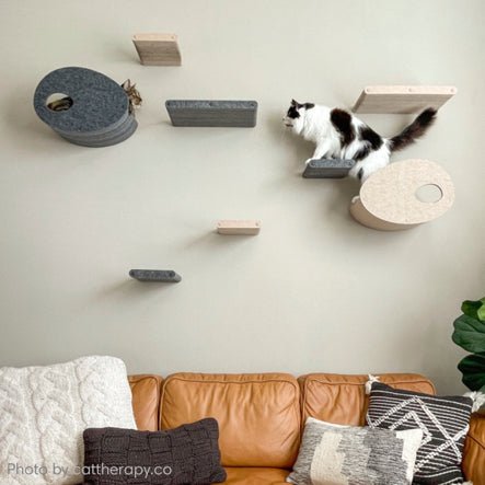 Connecting with the Cat Shelf Lady - Pryde Pets