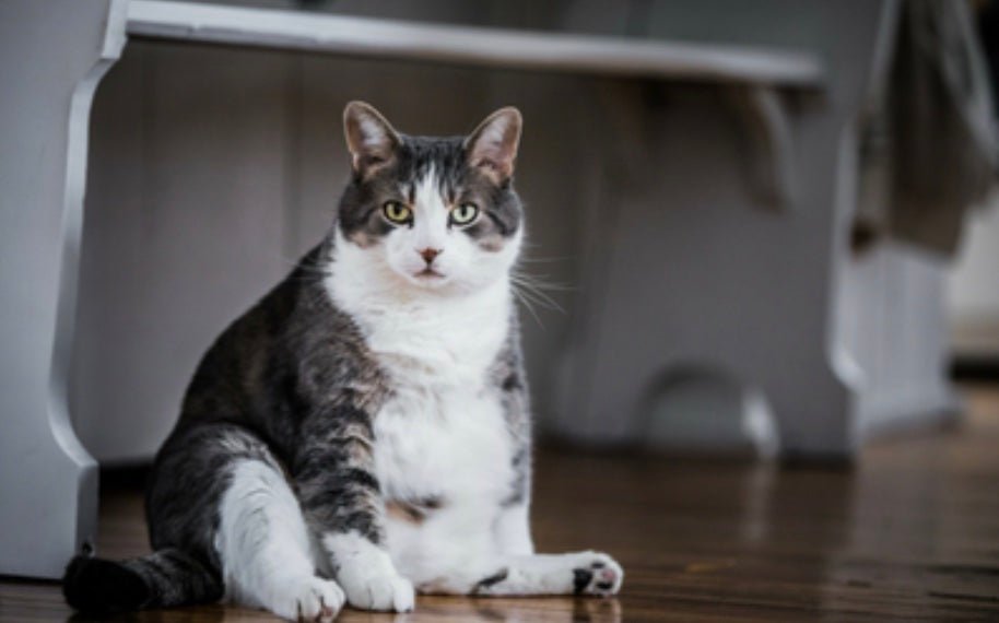 Tackling Obesity in Indoor Cats: Tips for a Healthier Feline Friend - Pryde Pets | prydepets.com.au