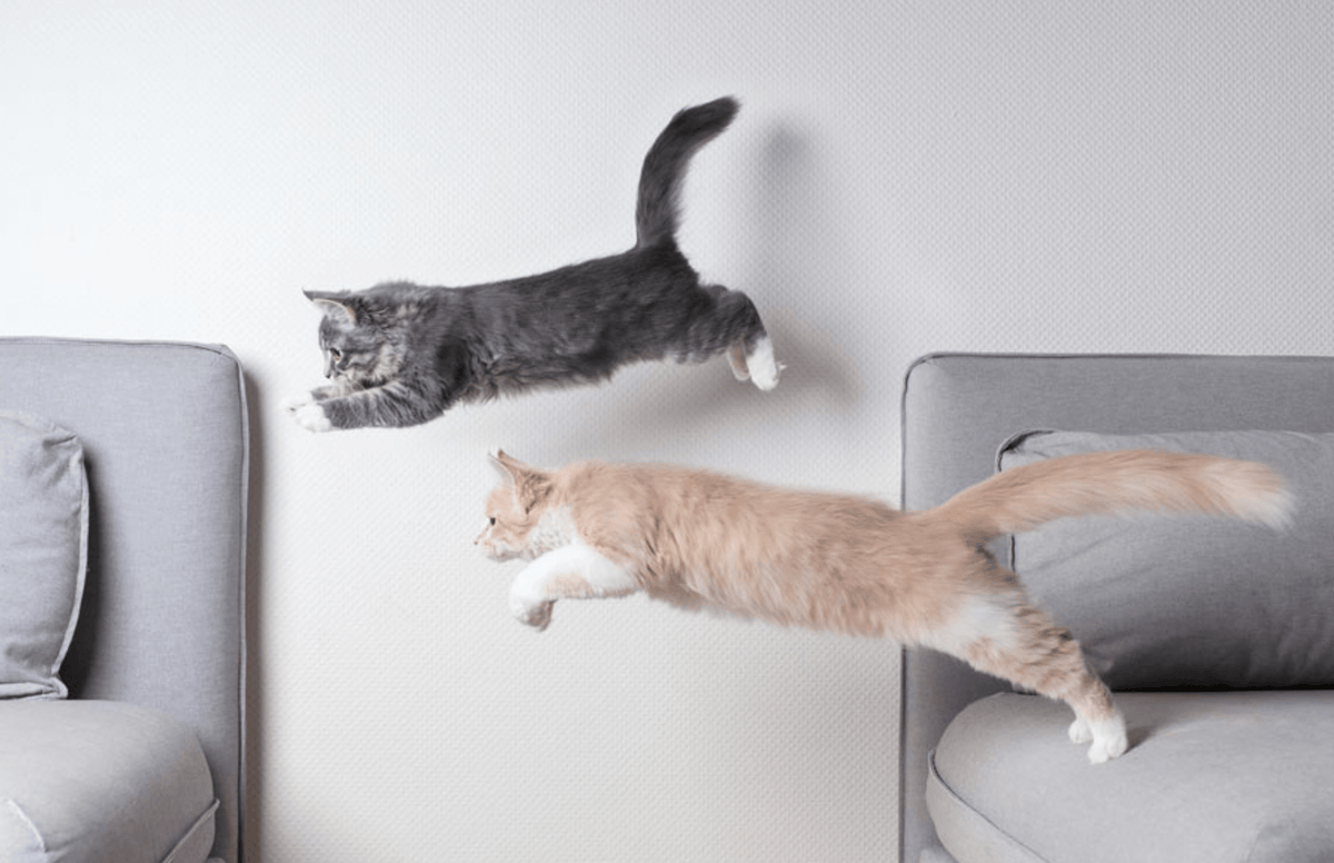 Uncover the Mystery behind your Cat's Late-Night Zoomies - Pryde Pets | prydepets.com.au