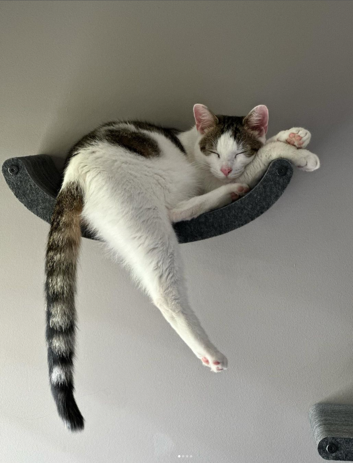 Cat sleeping on a cat wall shelf